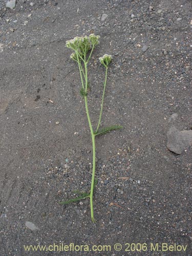 Image of Achillea millefolium (Milenrama / Milflores / Milhojas / Aquilea / Altamisa). Click to enlarge parts of image.